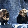 Meet Betty & Veronica, The Central Park Zoo's New Grizzly Bears